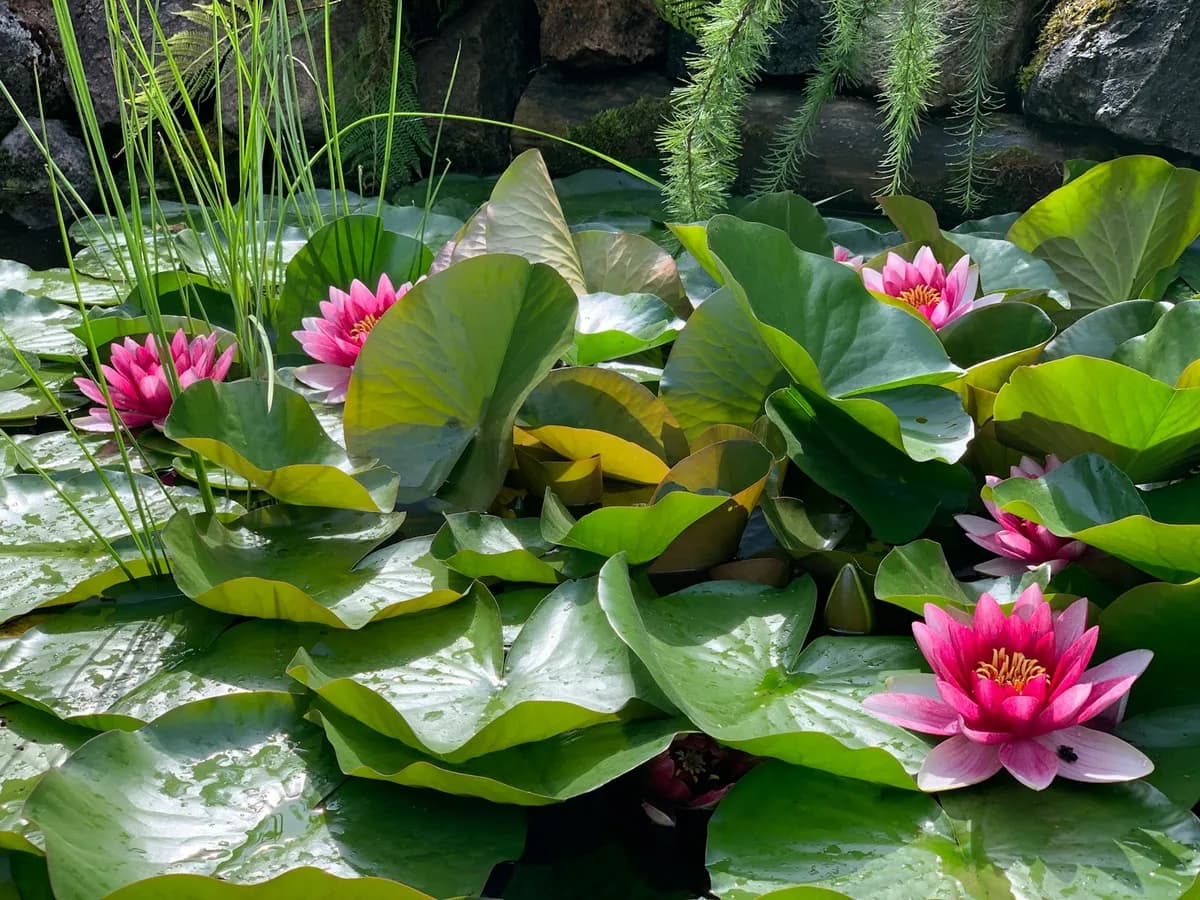 Water lily on the pond in Nan's garden